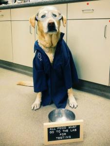 Jarfi - Office Dog/Director of First Impressions