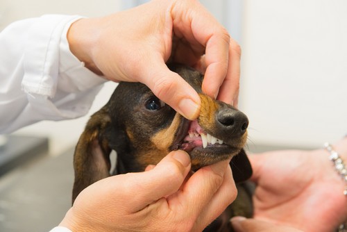 Dental Care  Winnetka, CA 