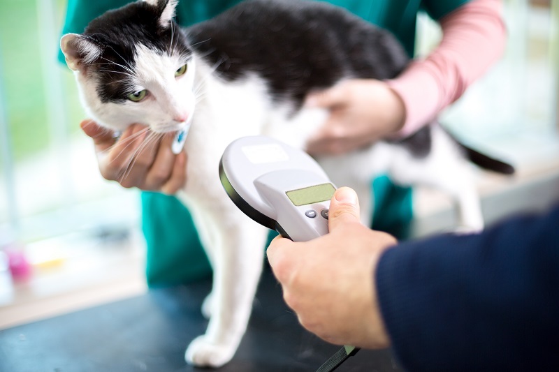 Microchipping  Winnetka, CA 